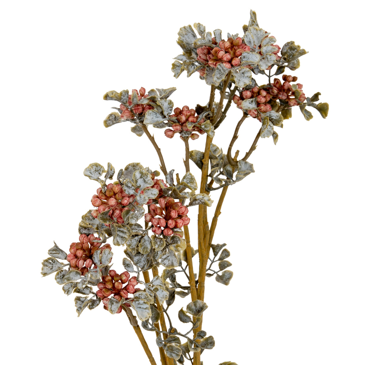 Close-up of pink berry clusters among small curled olive leaves with grey-white mottling, showing the spray's branching brown stems.