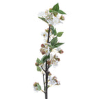 Close-up of white blossom with small coloured flower centres, pink-green closed buds and veined pointed leaves along dark branching stems.