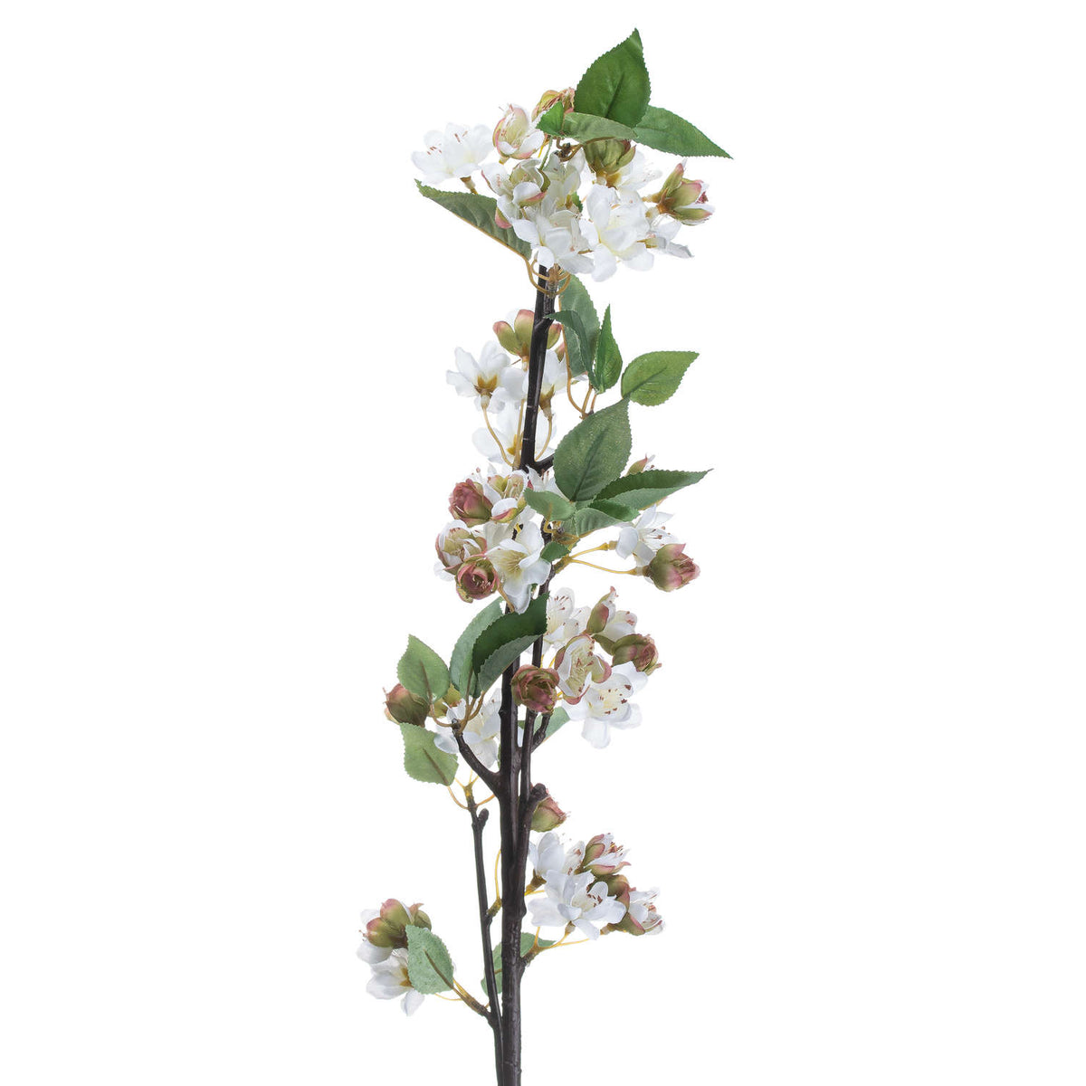 Close-up of white blossom with small coloured flower centres, pink-green closed buds and veined pointed leaves along dark branching stems.
