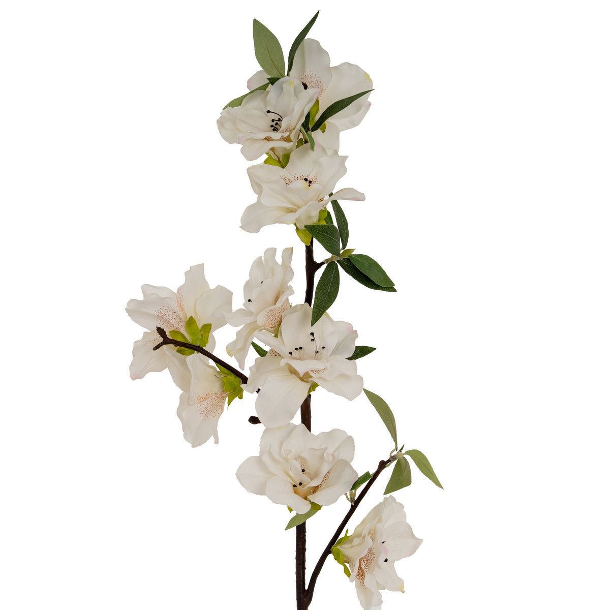 Closer view of the flowering branches, showing open ivory-white blossoms, rust-speckled centres and pointed green leaves.