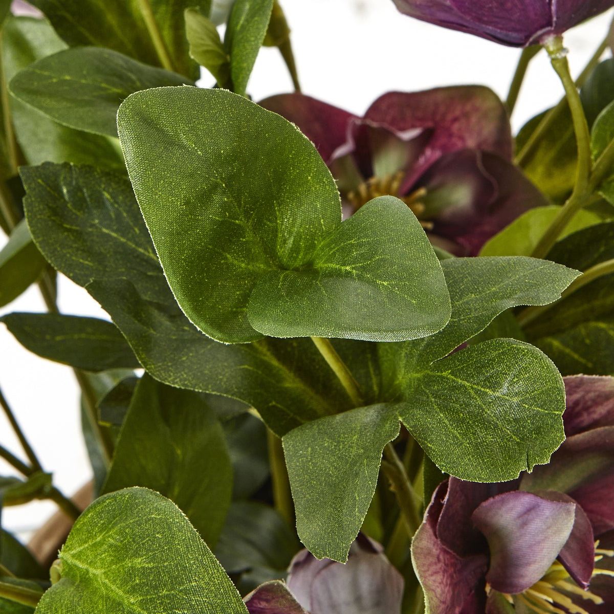 Close-up of overlapping green leaves with pale vein markings, with plum-purple flowers behind them.