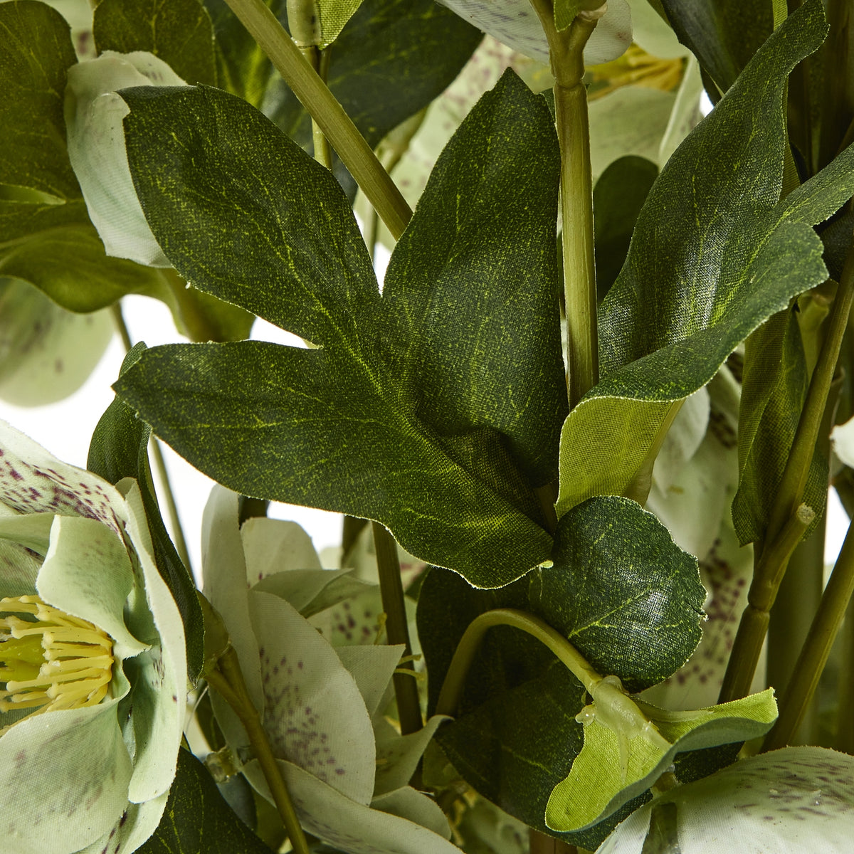 Close view of dark green leaves with lighter vein markings among upright stems and pale speckled petals.