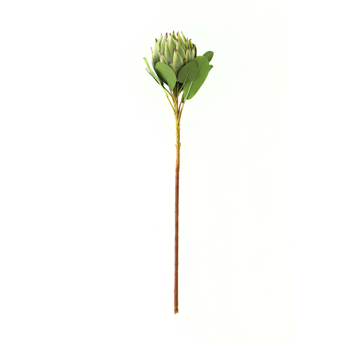 Full view of an artificial flower stem with a long brown stalk, broad green leaves and a pointed green flower head against white.