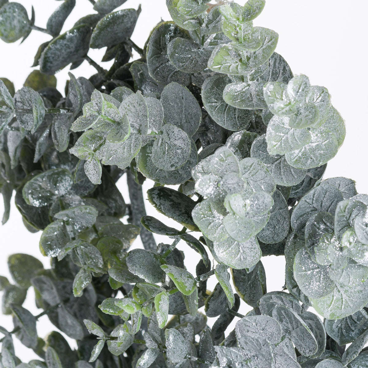 Close-up of overlapping rounded and oval grey-green leaves with a powdery white-silver coating and fine glitter-like specks.