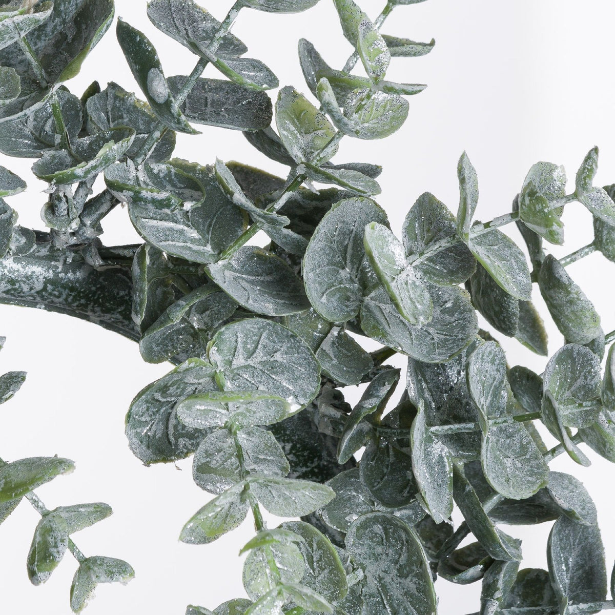 Close-up of overlapping oval leaves with green edges, a powdery white-silver coating and scattered sparkling flecks.