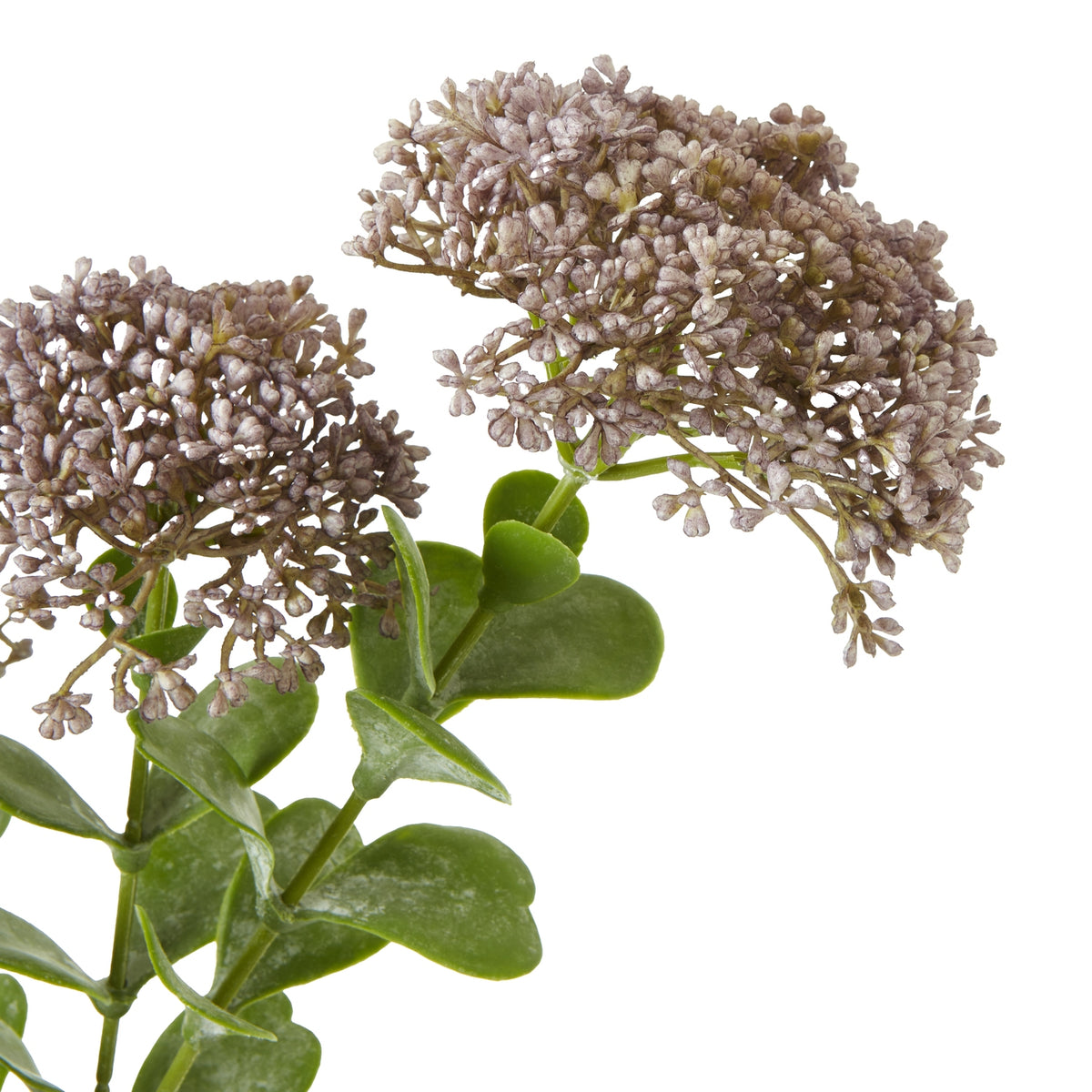 Close-up of densely grouped purple-grey buds with pale mottled detail above broad green leaves.