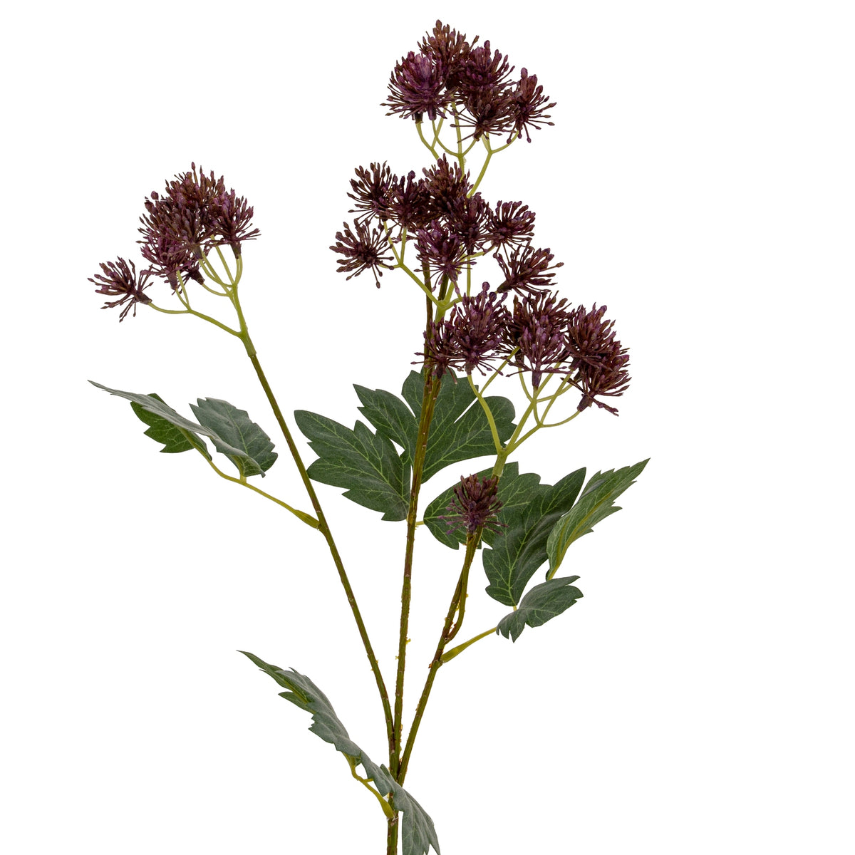 Closer view of the spray's upper branches, showing dark-purple radial flower heads above broad, lobed green leaves.