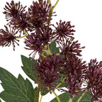 Close-up of rounded purple flower clusters with fine florets radiating outwards, green stems and lobed foliage behind.