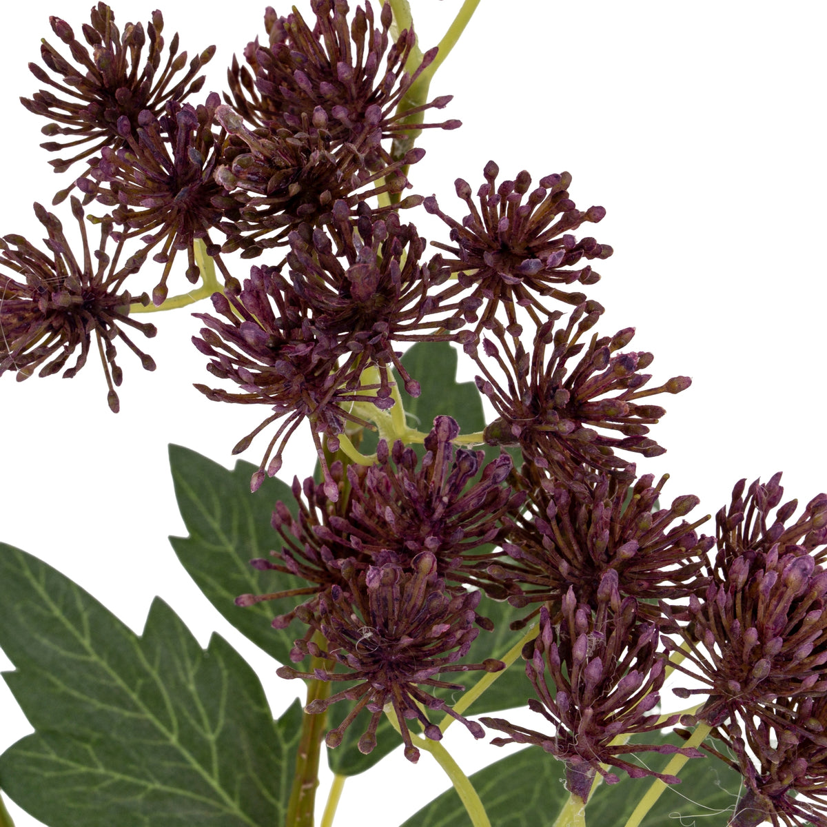 Close-up of rounded purple flower clusters with fine florets radiating outwards, green stems and lobed foliage behind.