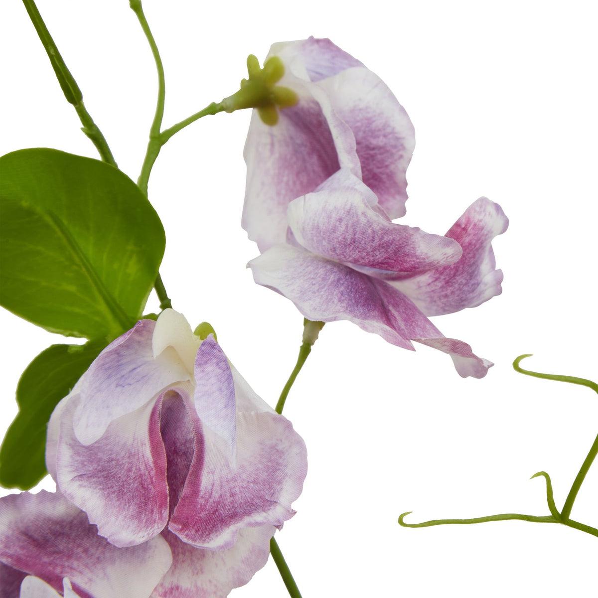 Close-up of ruffled sweetpea petals shaded purple towards their centres, beside veined green leaves and slender curling tendrils.
