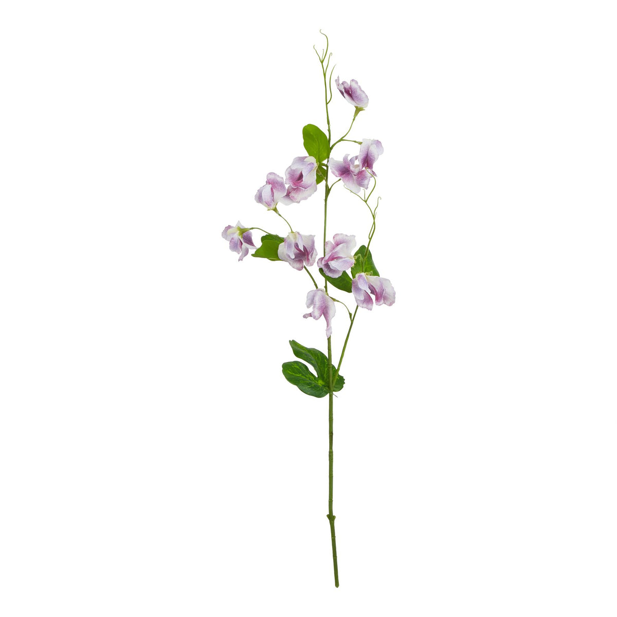 Full view of an artificial sweetpea stem with small purple and pale-edged flowers, green leaves and curling tendrils against white.