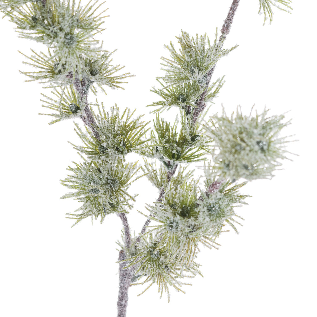 Close-up of narrow green foliage radiating from the branch in tufts, with uneven white granules across the needles and grey-brown stems.