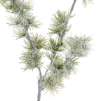 Close-up of narrow green foliage radiating from the branch in tufts, with uneven white granules across the needles and grey-brown stems.