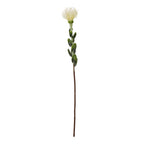 Full view of a cream artificial pincushion protea spray with oval green leaves and a long brown stem against white.