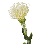 Close-up of the cream protea flower head showing slender curling tips, green sections at its base and mottled leaves below.
