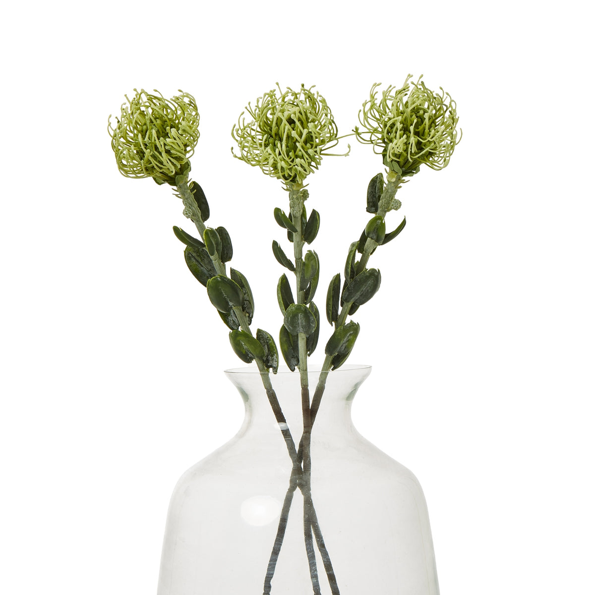 Three green protea sprays arranged in a clear vase against white, with their leafy stems crossing inside the vase.