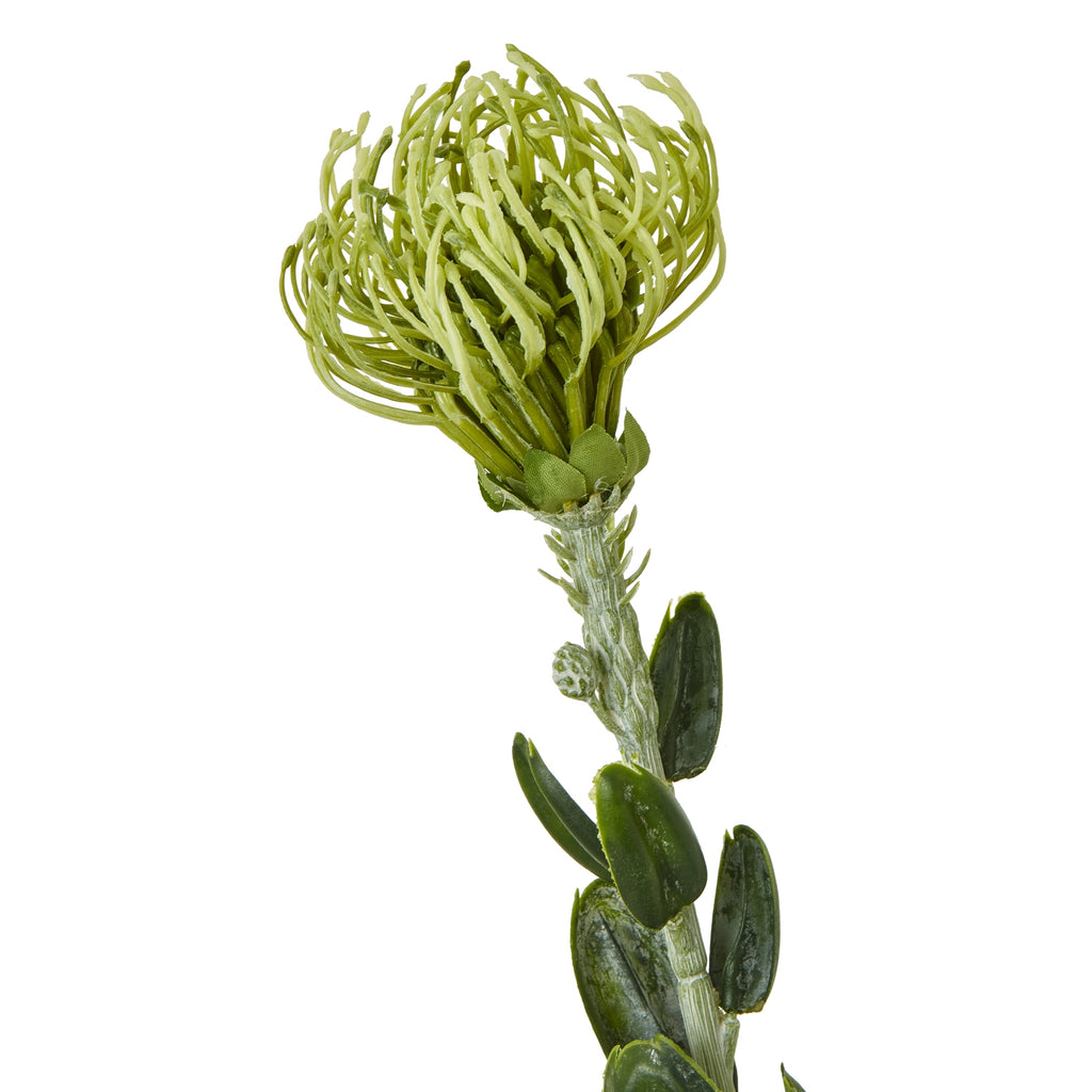 Close-up of the protea's curling pale green flower strands above a textured upper stem and dark oval leaves.