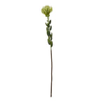 Full green artificial protea spray on white, with a rounded pincushion bloom, oval leaves and a long brown lower stem.