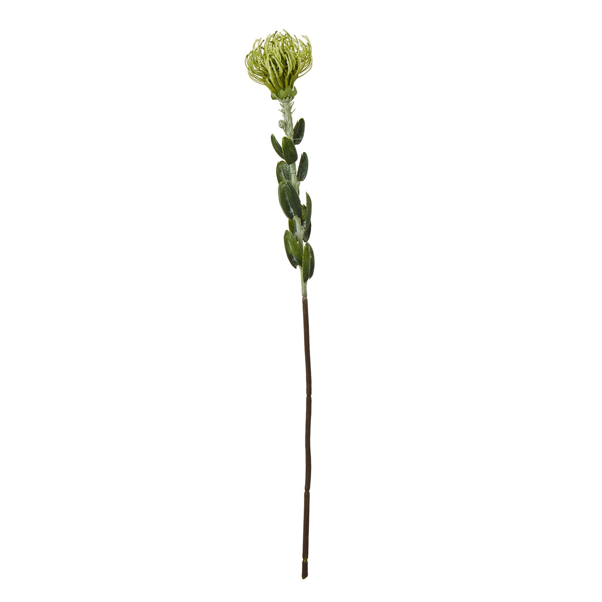 Full green artificial protea spray on white, with a rounded pincushion bloom, oval leaves and a long brown lower stem.