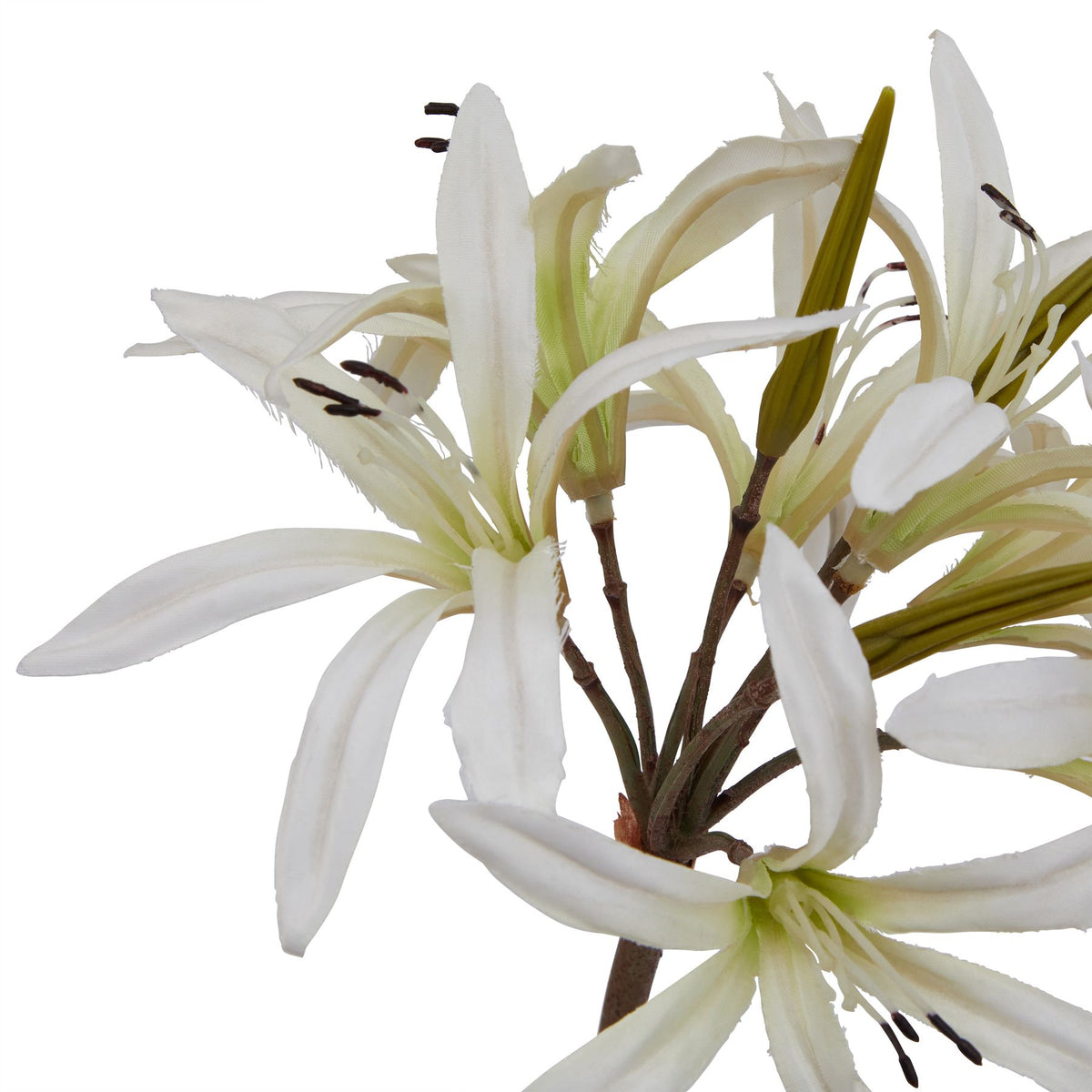 Close-up of narrow white petals curling around dark-tipped stamens, with olive-green buds and branching brown stems between the flowers.