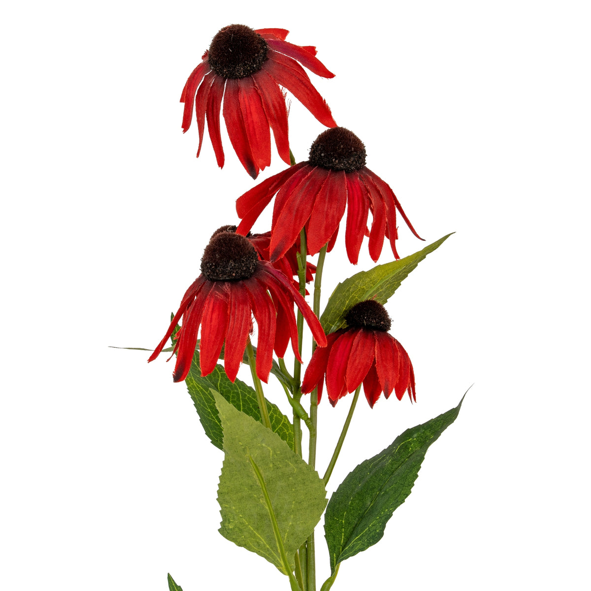 Closer view of the red flower heads at different heights, showing downward petals, raised brown centres and veined green leaves on branching green stems.