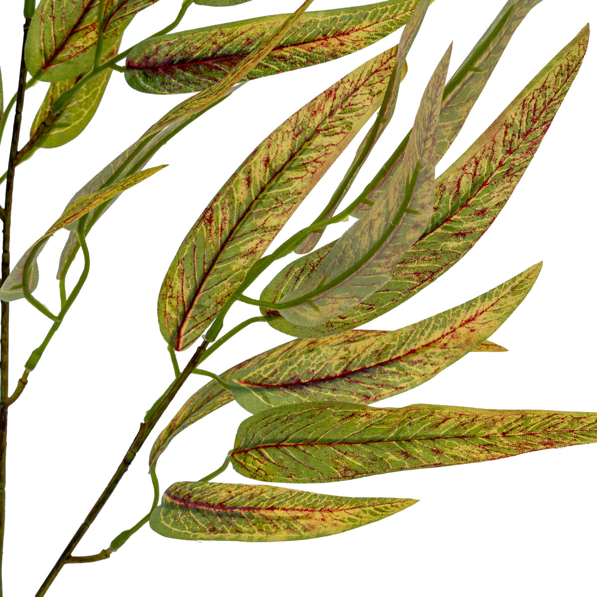 Leaf detail showing fine red-brown vein patterns, yellow-green mottling and small green branch stems against a white background.