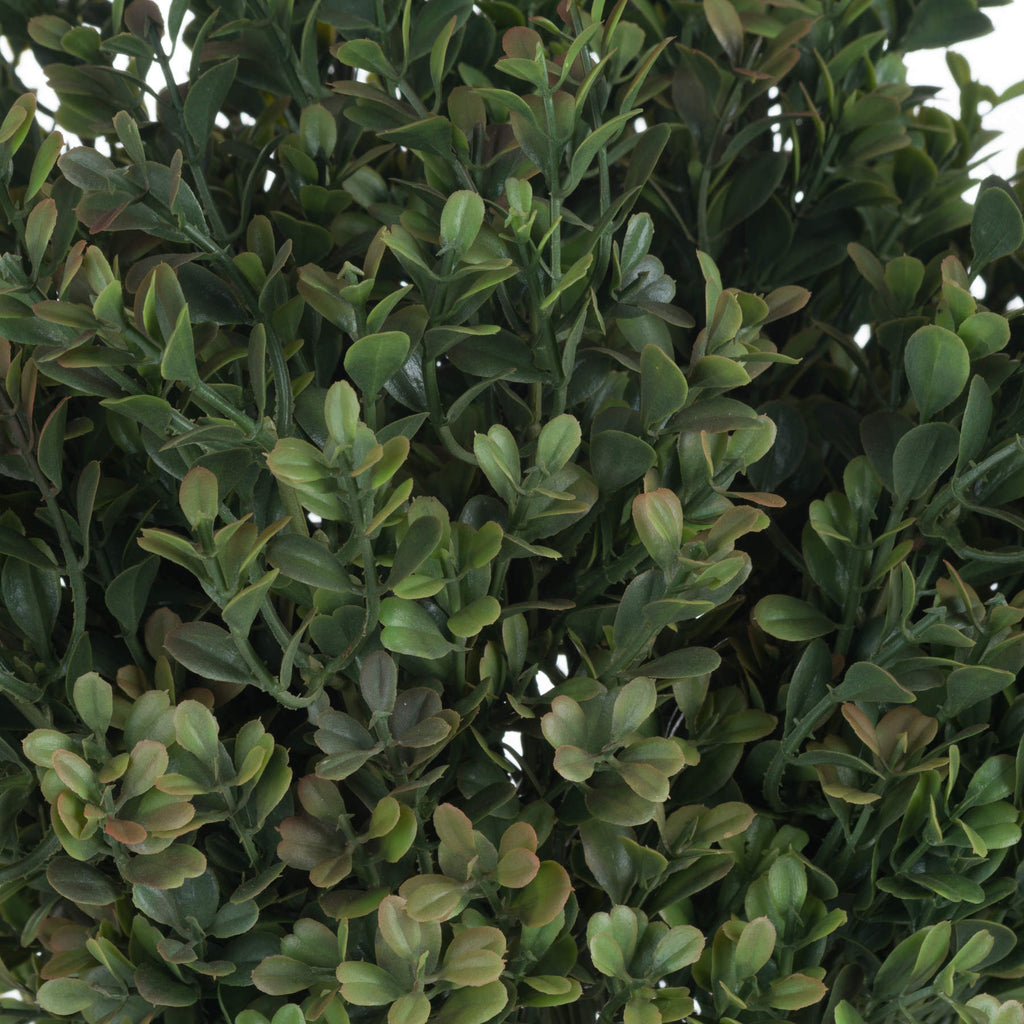 Close-up of overlapping oval leaves in light and dark green, with muted reddish tips and slender green branches.