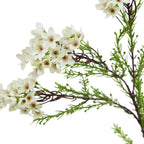 Close-up of cream-white flowers with tan ringed centres beside narrow green foliage and tiny rounded buds on burgundy-brown branches.