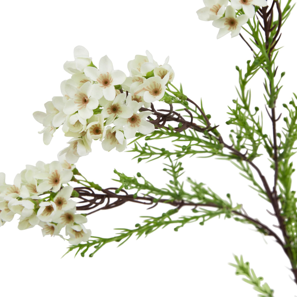 Close-up of cream-white flowers with tan ringed centres beside narrow green foliage and tiny rounded buds on burgundy-brown branches.