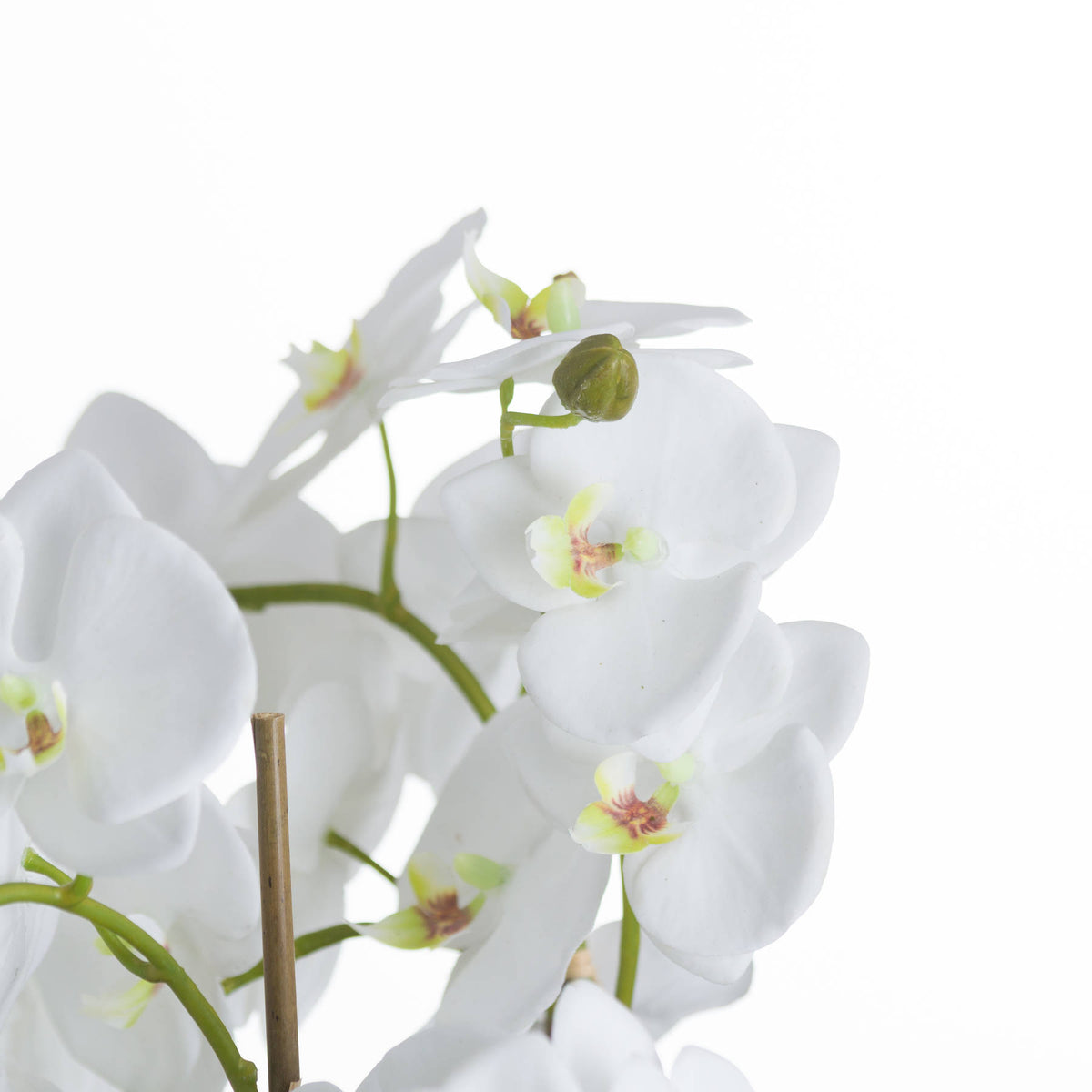 Close-up of white orchid petals with pale yellow-pink centres, a green bud and a slim brown support cane.