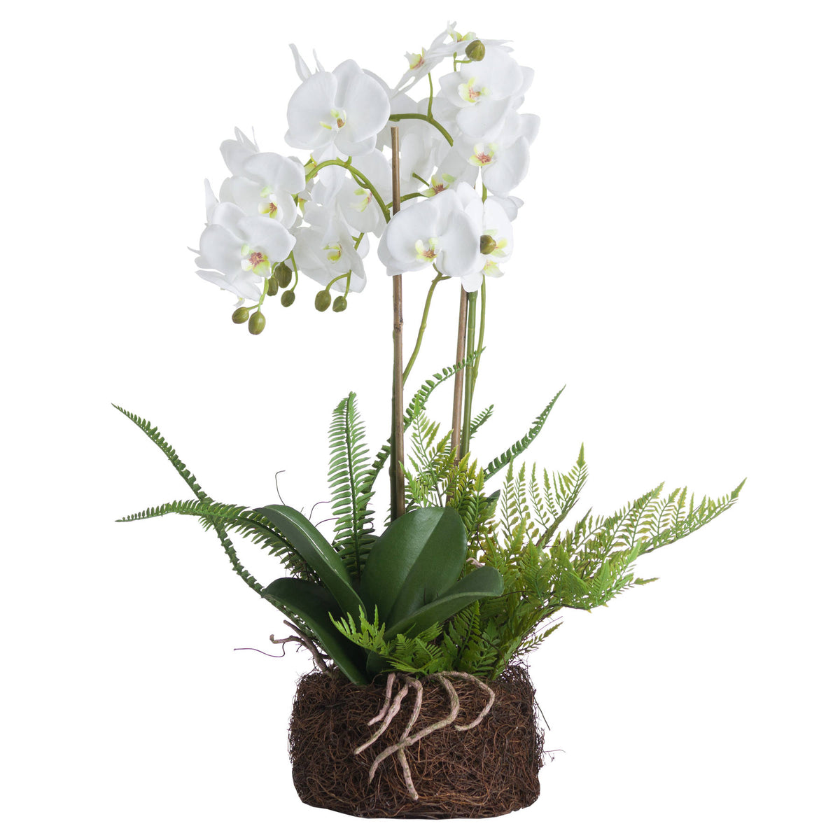 Full artificial orchid arrangement on a white background, with white blooms above green fern fronds and pale exposed roots crossing a dark rootball.