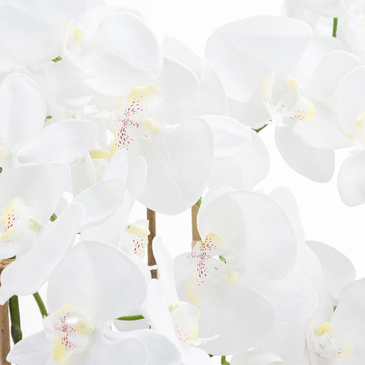 Close-up of overlapping white flower petals with pale yellow centres and fine pink speckles, with green stems and brown stakes behind.