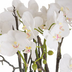 Close-up of white orchid petals with yellow and pink-speckled centres, green stems and buds among dark twig supports.