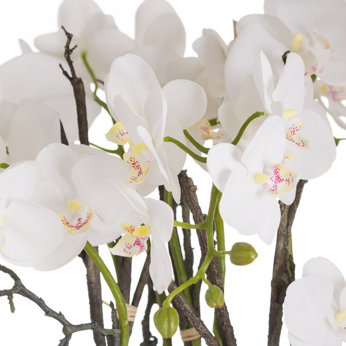 Close-up of white orchid petals with yellow and pink-speckled centres, green stems and buds among dark twig supports.