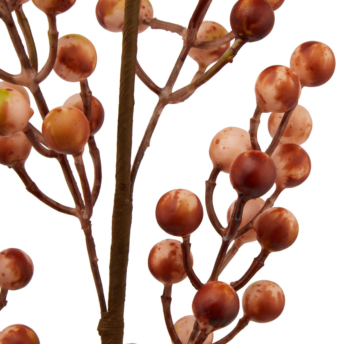 Close-up of mottled round berries in cream and orange-brown, with occasional greenish patches, on branching brown stalks beside the central stem.