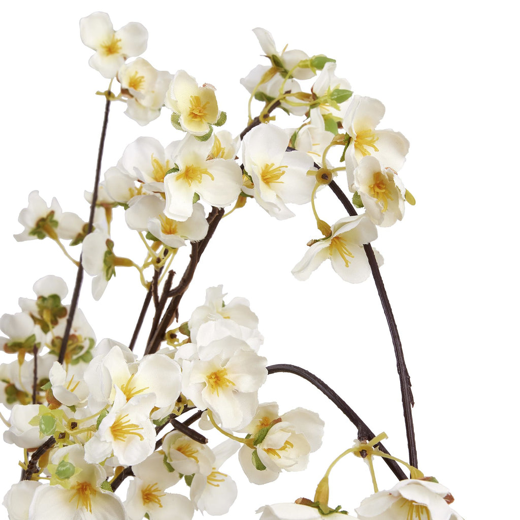 Close-up of white blossom petals with yellow centres, green buds and curved brown branches.