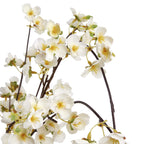 Close-up of white blossom petals with yellow centres, green buds and curved brown branches.