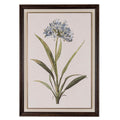 Front view of portrait botanical artwork showing a rounded cluster of blue flowers above long green leaves, with a pale border and dark brown frame.