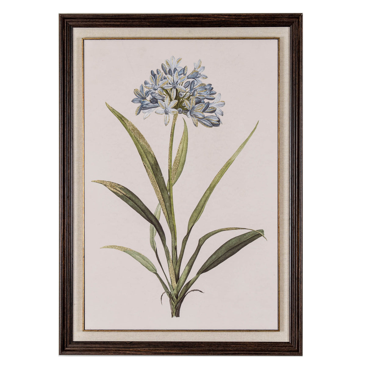 Front view of portrait botanical artwork showing a rounded cluster of blue flowers above long green leaves, with a pale border and dark brown frame.