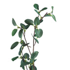 Close-up of rounded eucalyptus leaves showing mottled green surfaces, lighter central lines and slim brown branches.