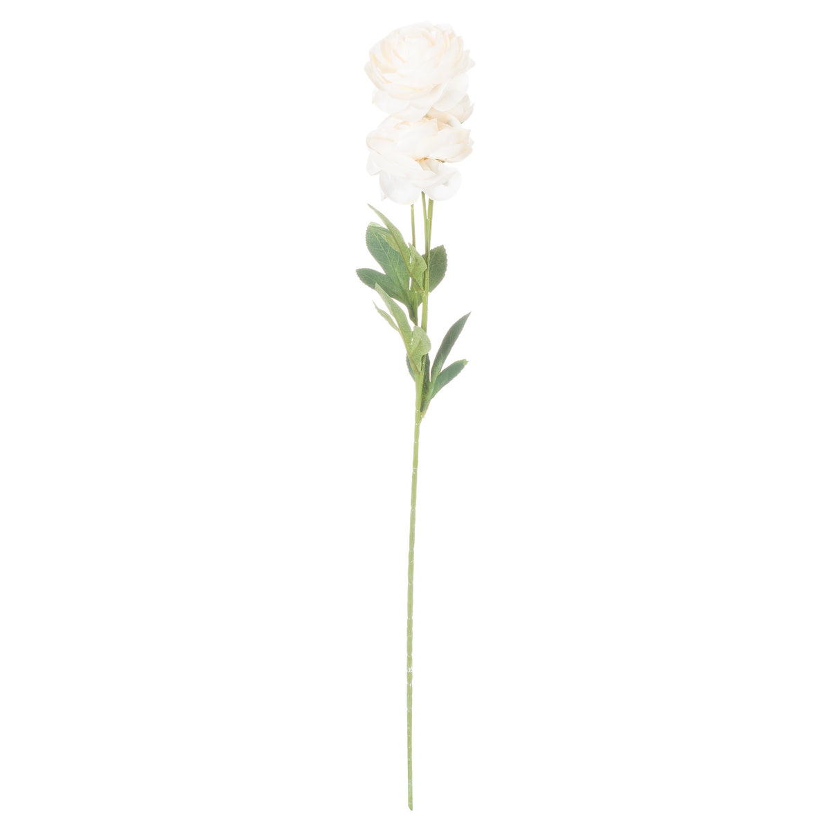 Full-length artificial ranunculus stem on a white background, with rounded cream-ivory flower heads above green leaves and a long slender green stem.