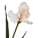 Close-up of the iris flower showing rippled pale apricot petals, a warmer centre and the green stem beside a narrow leaf.