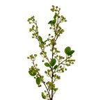 Closer view of the spray's branching upper section, showing pale-green berries with rust-brown tips among oval green leaves.