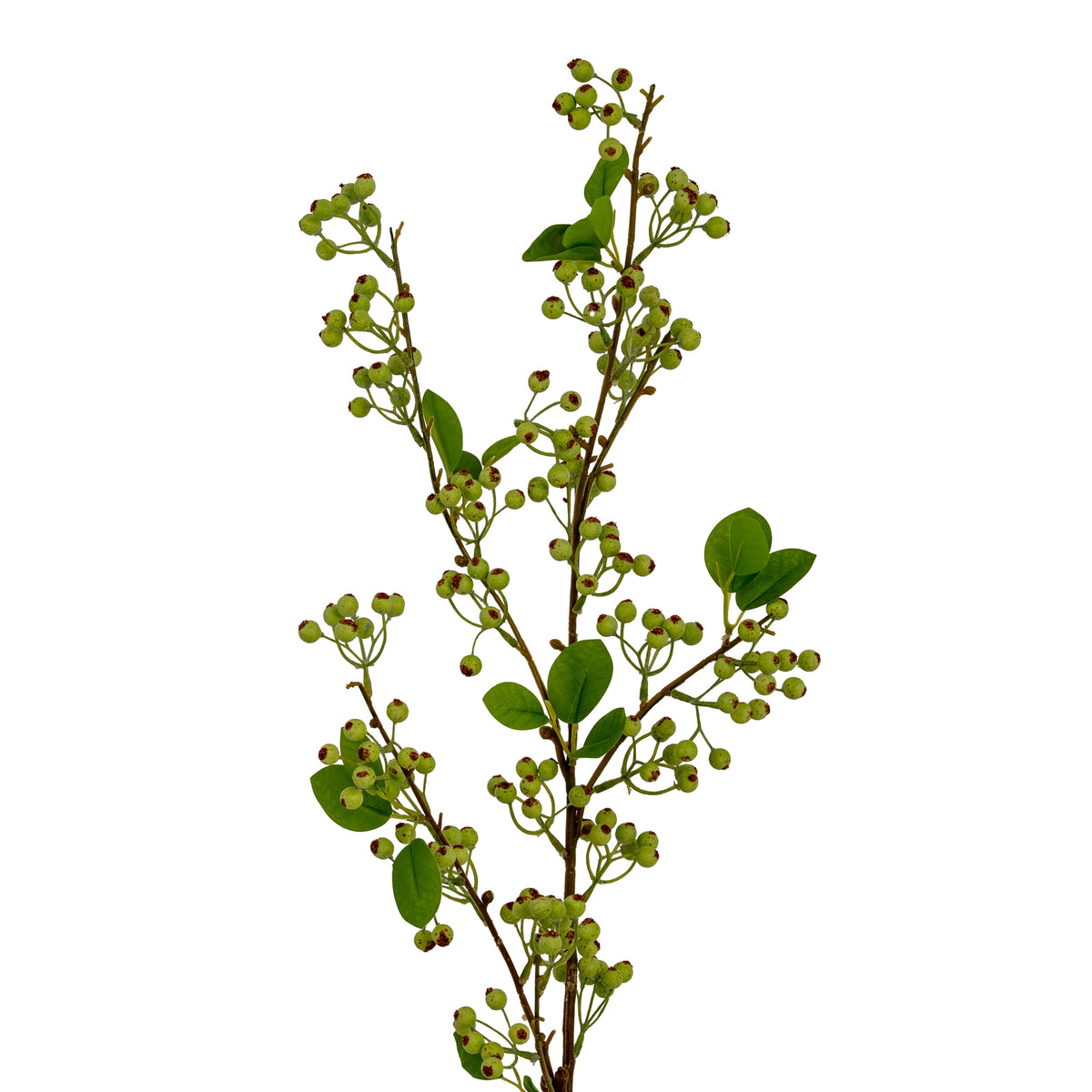 Closer view of the spray's branching upper section, showing pale-green berries with rust-brown tips among oval green leaves.