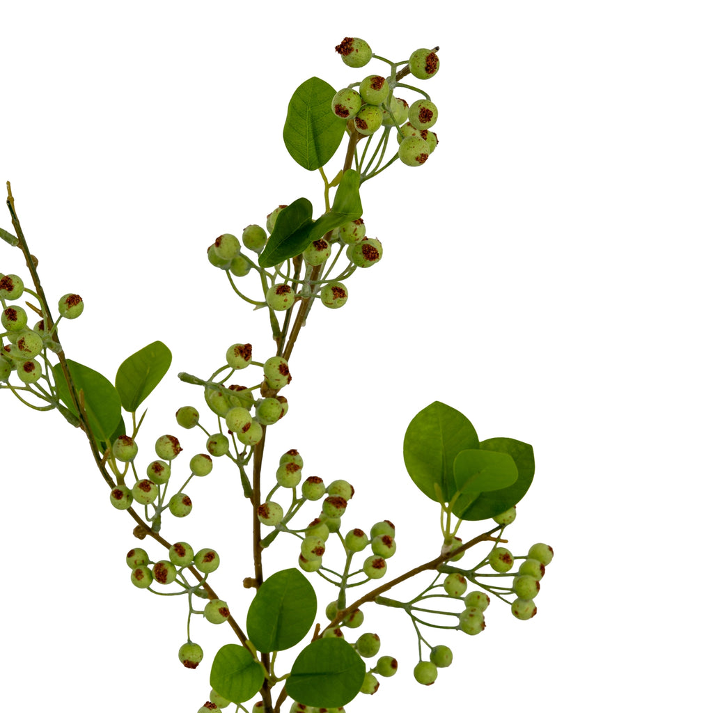 Close-up of round pale-green berries with textured rust-brown tips, fine green stalks and veined oval leaves beside brown branches.