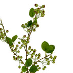 Close-up of round pale-green berries with textured rust-brown tips, fine green stalks and veined oval leaves beside brown branches.