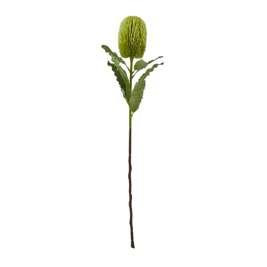 Full artificial banksia stem on white, with an elongated green head, serrated leaves and a long brown lower stem.