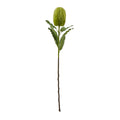 Full artificial banksia stem on white, with an elongated green head, serrated leaves and a long brown lower stem.