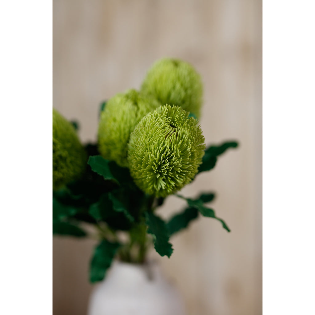 Angled close-up of a green banksia head in a white vase arrangement, with other heads and dark green leaves softly blurred behind.