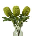 Three green banksia heads and serrated foliage arranged in a translucent pale green vase against white.